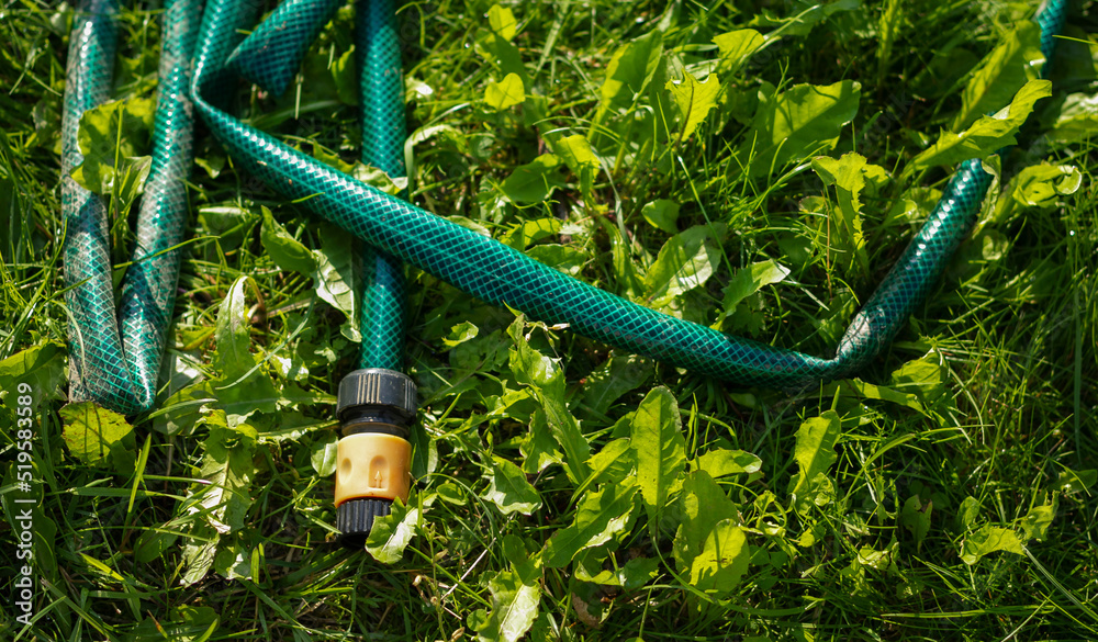 watering hose on a green lawn. Green hose for watering lies on grass. coiled rubber hose. Top view of an rubber hose on the green grass of a mown lawn, lawn care and watering.
