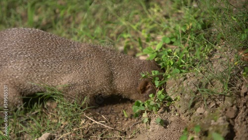 In West Bengal, mongoose is seen around village houses.Mongoose is a reptile.Usually there is a fight with snakes. photo