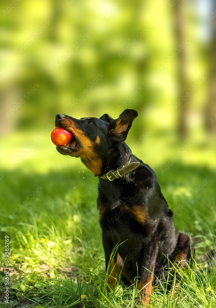 French Shepherd grabs an apple during a trick French Shepherd grabs an apple during a trick