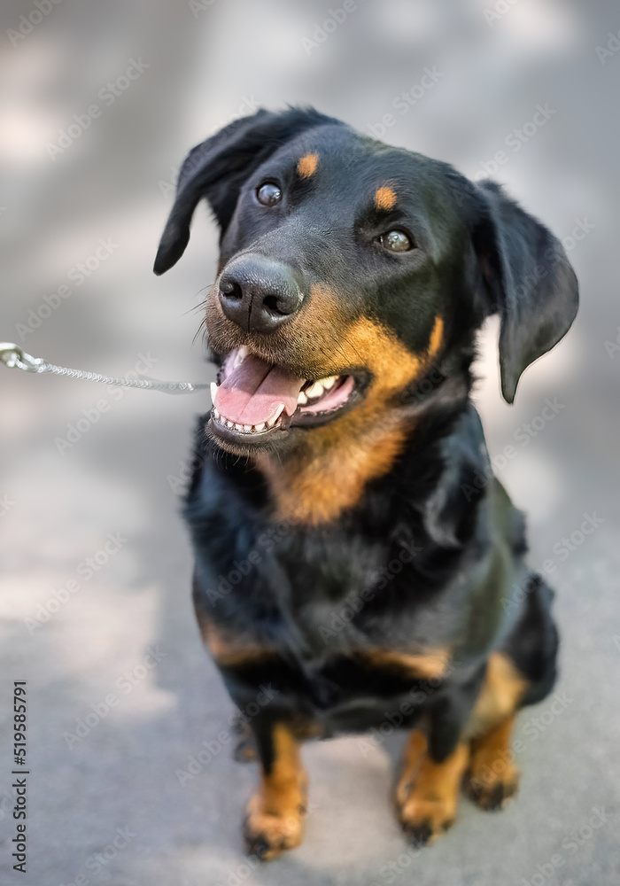 French Shepherd sits on the background of the pavement and looks into the frame. View from above French Shepherd sits on the background of the pavement and looks into the frame. View from above
