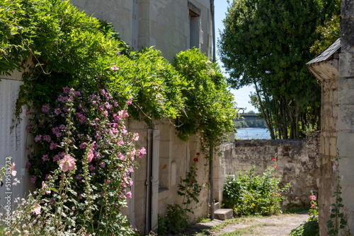 Old stone houses and hollyhocks in the picturesque village of Candes Saint Martin, at the confluence of the Loire and Vienne rivers. The village is considered one of the most beautiful in France.