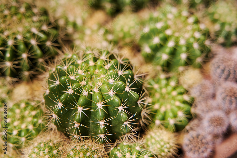 Lots of small globe ball shape cactuses close up Lots of small globe ball shape cactuses close up