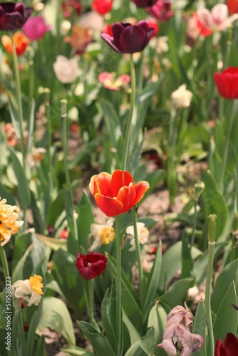 red tulips in garden