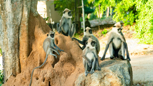 Grey Langur Monkeys in Sri Lanka. Specie Semnopithecus priam in Arugam bay. © Alex Traveler