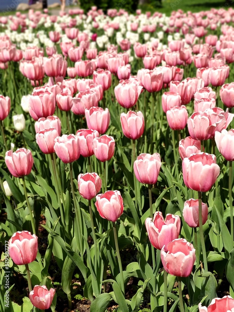 Nature. Flowers. Field of pink and white tulips. Summer beauty. Nature. Flowers. Field of pink and white tulips. Summer beauty.