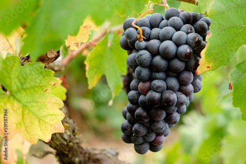 uva callet, viña des pou de Sa Carrera, Celler Mesquida-Mora, Porreres, Mallorca, balearic islands, Spain