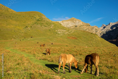 caballos pastando, Linza, Parque natural de los Valles Occidentales, Huesca, cordillera de los pirineos, Spain, Europe photo
