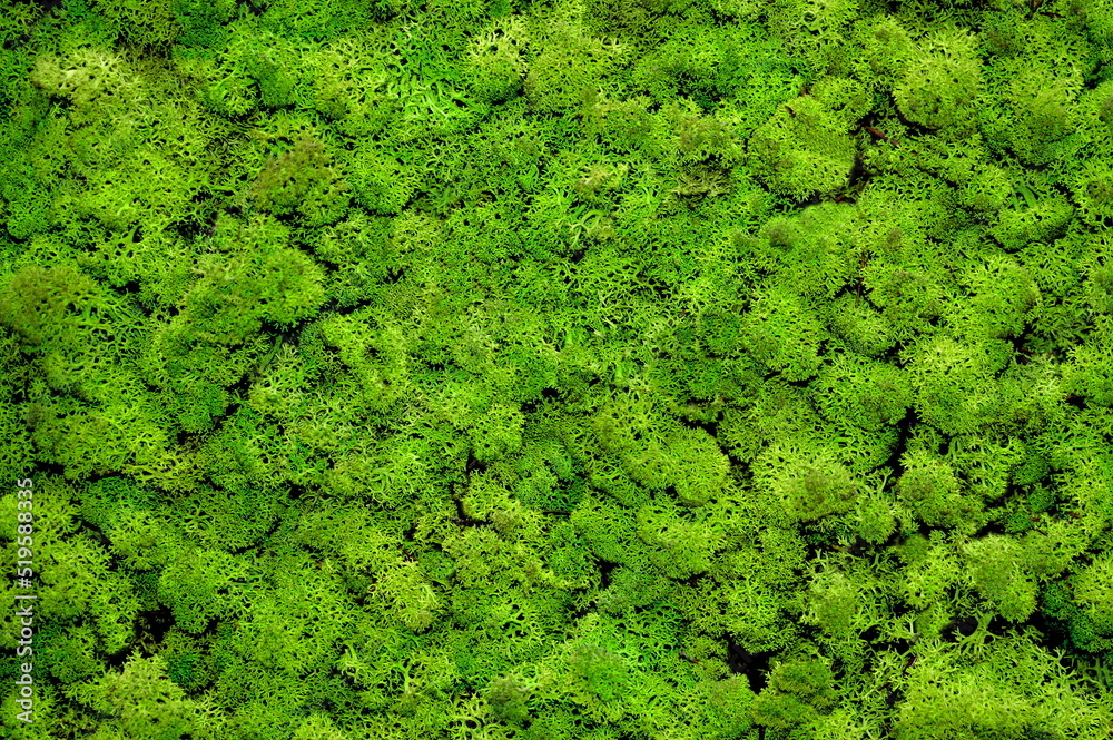 Panel made of stabilized moss. In the frame there is only green moss of a bright juicy color. Background, light green wallpaper, green background. Flora, natural material for interior decoration Panel made of stabilized moss. In the frame there is only green moss of a bright juicy color. Background, light green wallpaper, green background. Flora, natural material for interior decoration