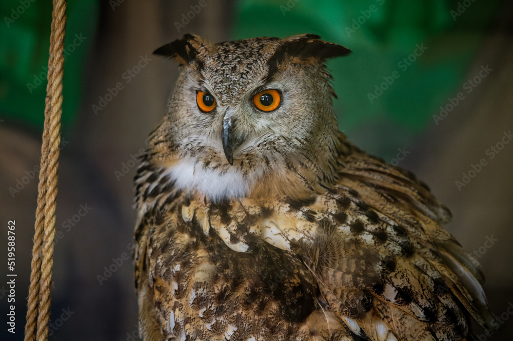 Naklejka premium The ruffled common owl, bubo bubo, sits in the zoo's enclosure and looks away. Portrait. Close-up.