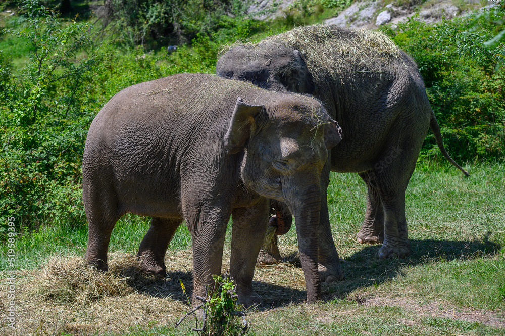 Fototapeta premium Two Asian elephants stand side by side and eat grass. Close-up.