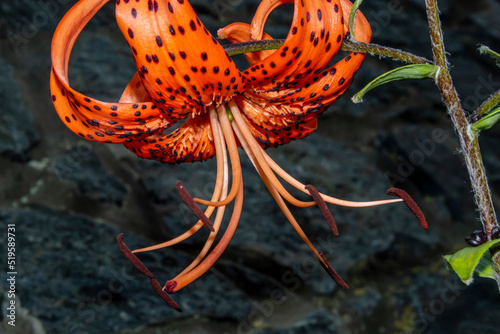 Tiger Lily. Orange flower with black spots.
