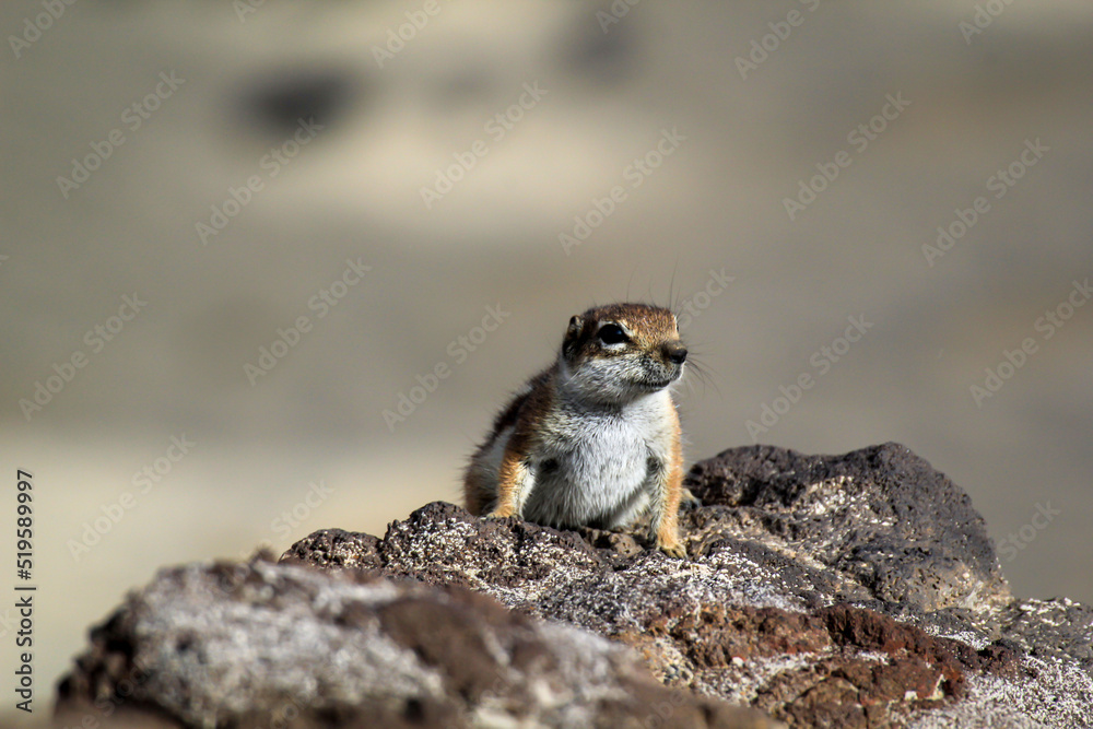 Fototapeta premium Ein Altlashörnchen auf der Insel Fuerteventura. 