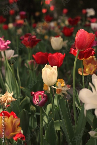 red tulips in the garden