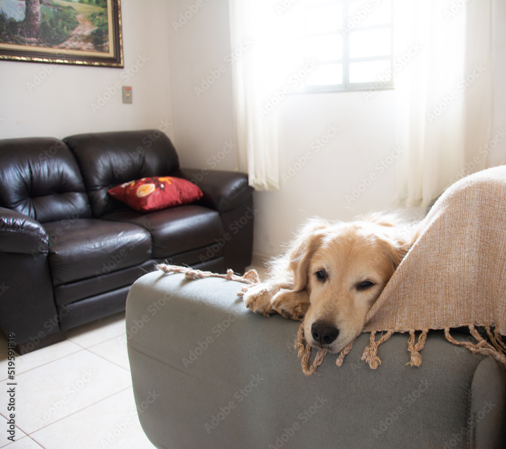 Cachorro sozinho em casa deitado no sofá. Cachorro sozinho em casa deitado no sofá.