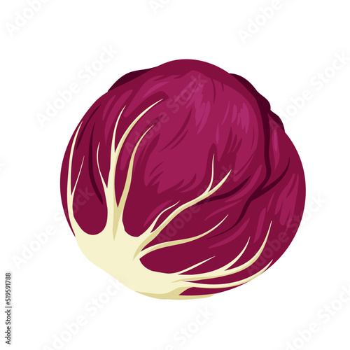 Whole head of red cabbage. Purple vegetable, salad ingredient, summer fresh food, enriched with vitamins product, farm natural veggie, reddish violet plant vector illustration