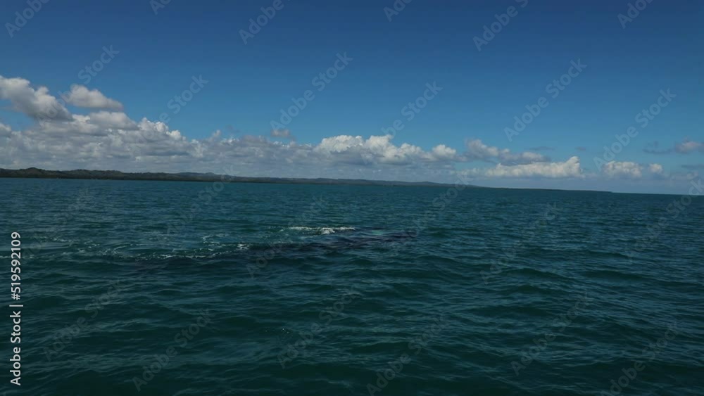 Slow motion of a Humpback whale spinning and breathing air in the Caribbean sea. in Dominican Republic. High quality FullHD footage