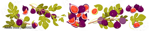Figs set, tropical farm harvest vector illustration. Cartoon isolated whole fig and cut in half, slices and pieces with purple skin, red pulp with seeds, tree branch with green leaves and fruit