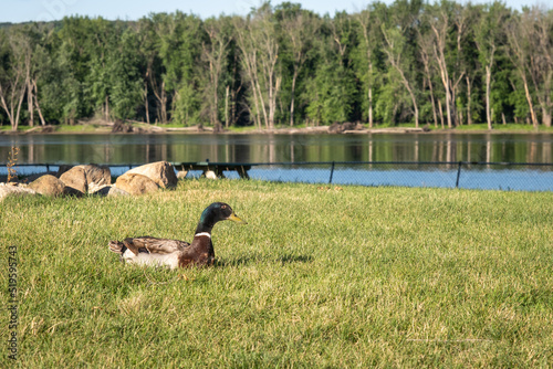 Mallard duck sitting on grass next to river