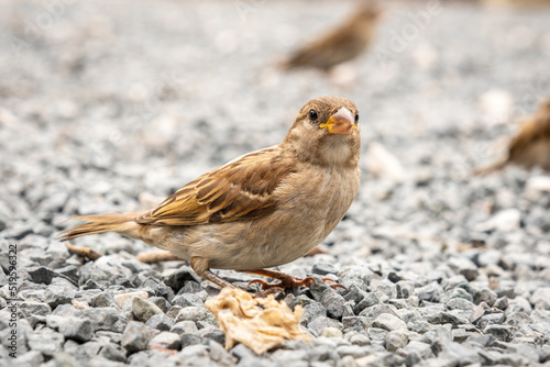 Fotografia Female House sparrow, Passer domestics, sitting on gravel.