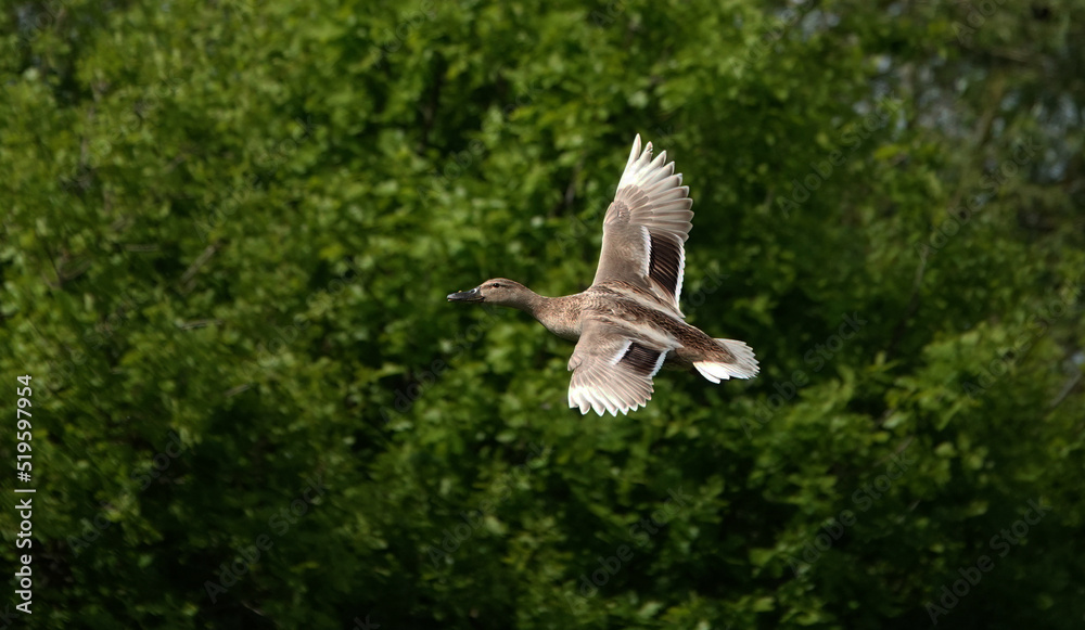 Fototapeta premium A female mallard in flight against a defocused green background. 