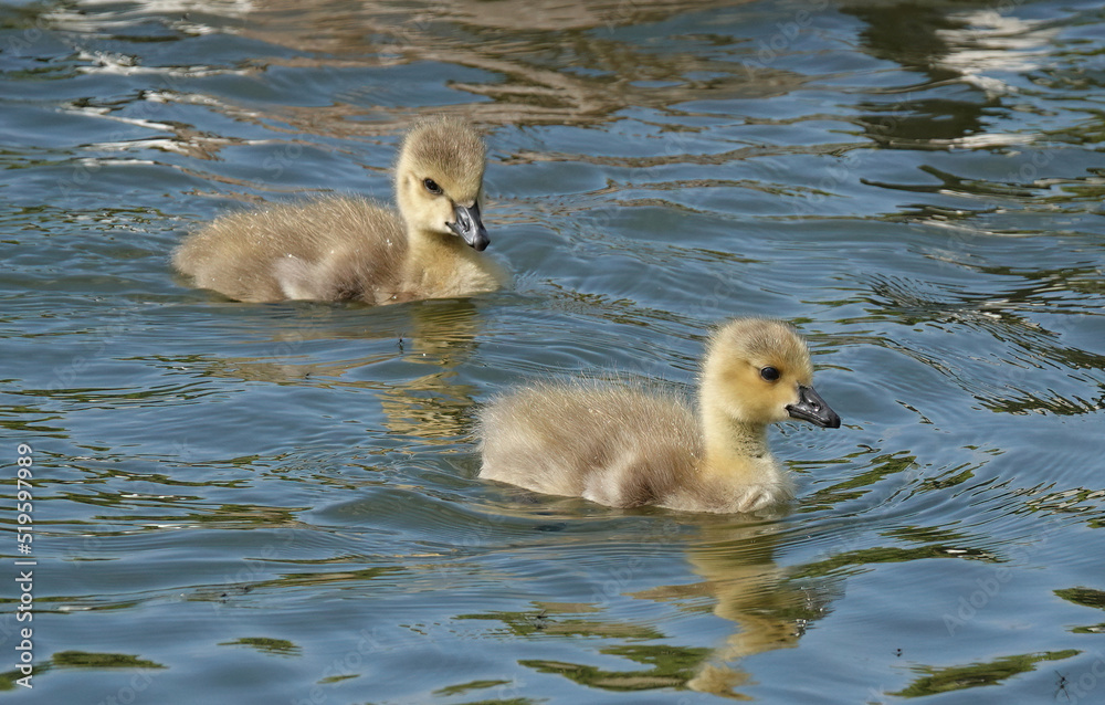 Two Canada goslings swimming on a lake. Two Canada goslings swimming on a lake.