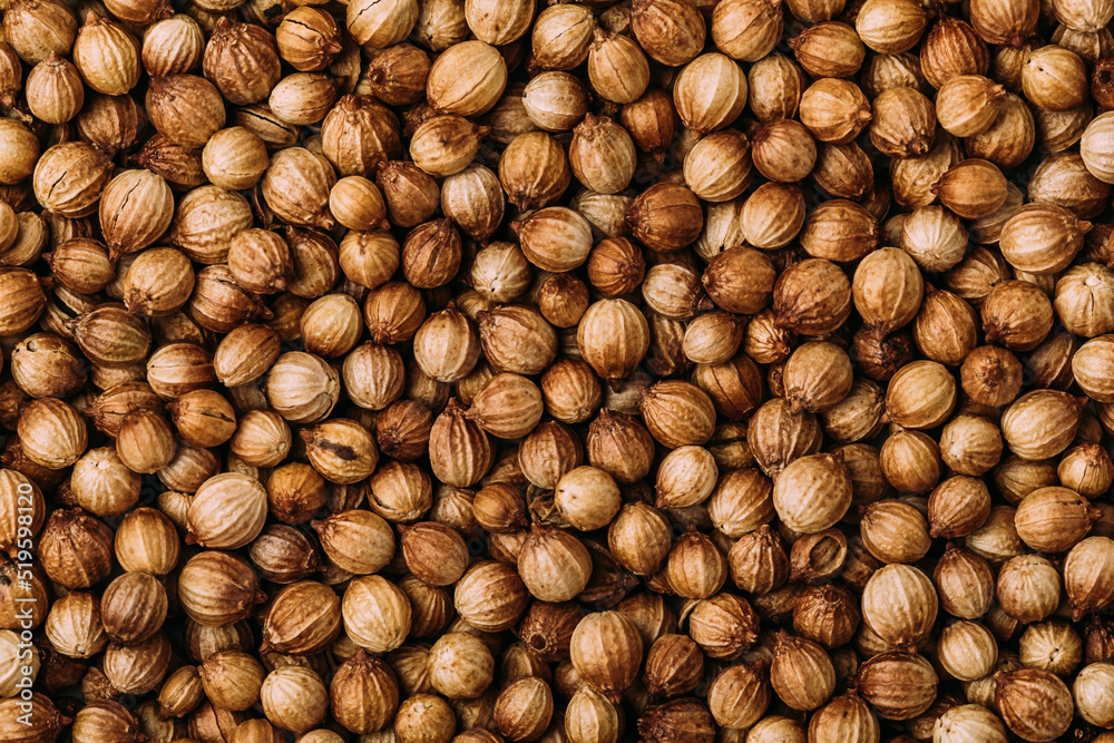 Coriander seeds. Coriander dry seeds background. Coriander seeds. Coriander dry seeds background.