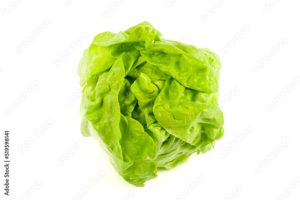 Newly harvested fresh lettuce on isolated white background Newly harvested fresh lettuce on isolated white background