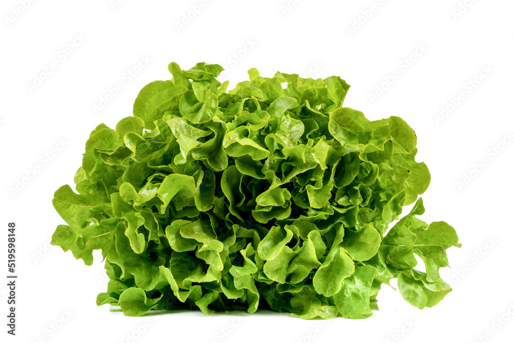 Newly harvested fresh lettuce on isolated white background Newly harvested fresh lettuce on isolated white background