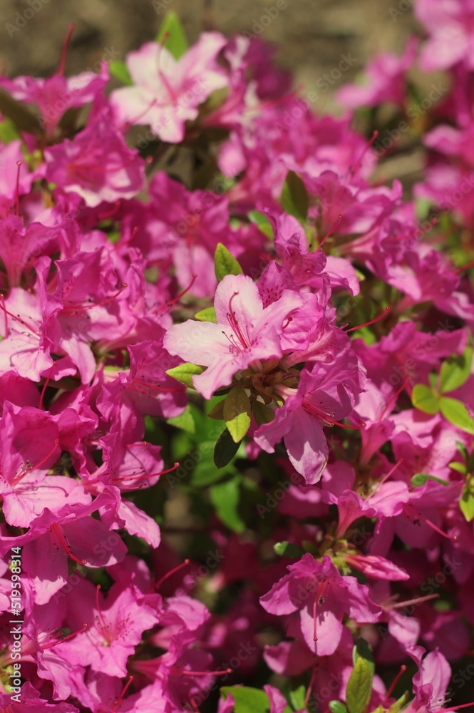 pink flowers in a garden pink flowers in a garden