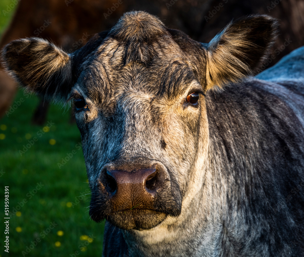 Portrait of a cow Portrait of a cow