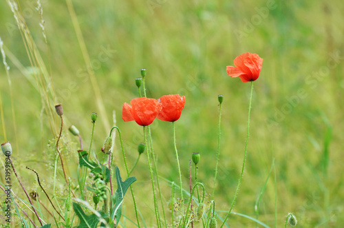 Blooming poppy flowers