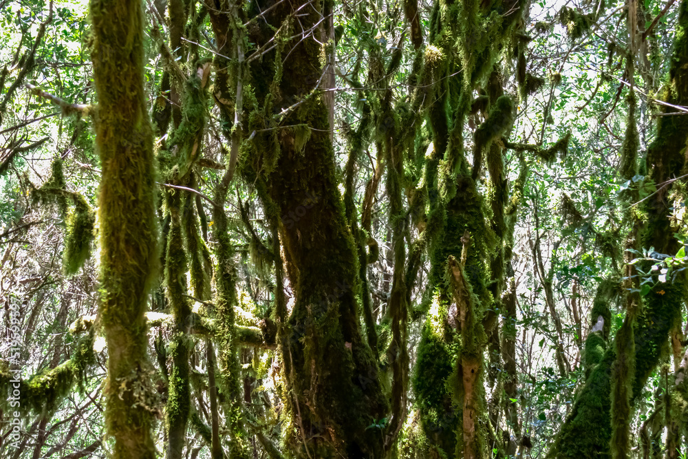 Fototapeta premium Mystical hiking trail through the dense laurel forest in Garajonay National Park, La Gomera, Canary Islands, Spain, Europe. Central ancient Lush green Laurisilva forests with many endemic species. Awe