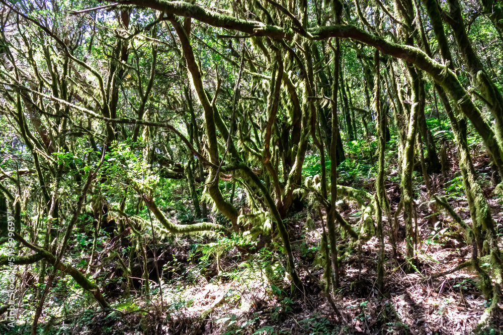 Mystical hiking trail through the laurel forest in Garajonay National Park, La Gomera, Canary Islands, Spain, Europe. Central ancient Lush green Laurisilva forests with many endemic species. Fauna Mystical hiking trail through the laurel forest in Garajonay National Park, La Gomera, Canary Islands, Spain, Europe. Central ancient Lush green Laurisilva forests with many endemic species. Fauna