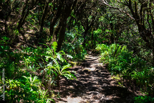Mystical hiking trail through the laurel forest in Garajonay National Park, La Gomera, Canary Islands, Spain, Europe. Central ancient Lush green Laurisilva forests with many endemic species. Fauna