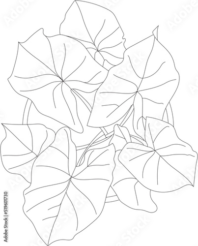 House plant top view. Vector tropical plant illustration. 