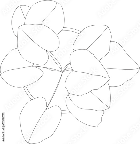 House plant vector illustration. Potted rubber plant top view. 
