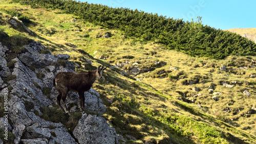 Tatra chamois on the trail to Malolaczniak, Western Tatras, Poland