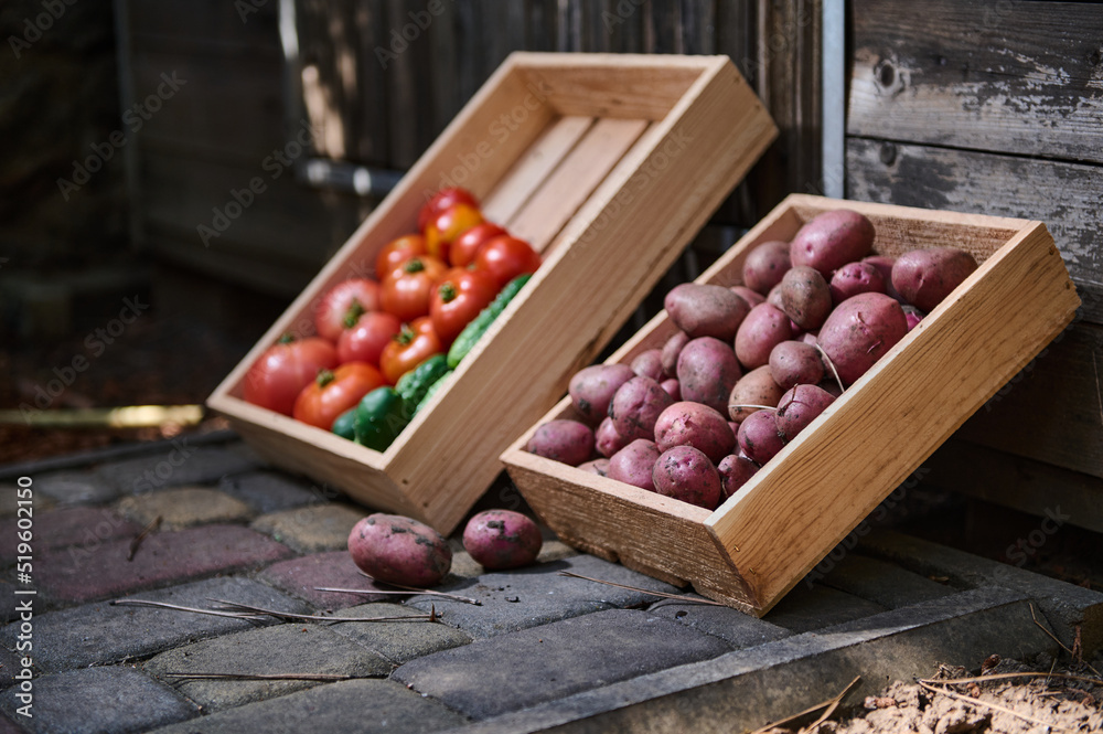 Wooden crate with harvested crop of pink potatoes and box with ripe juicy tomatoes and cucumbers, on rustic background Wooden crate with harvested crop of pink potatoes and box with ripe juicy tomatoes and cucumbers, on rustic background