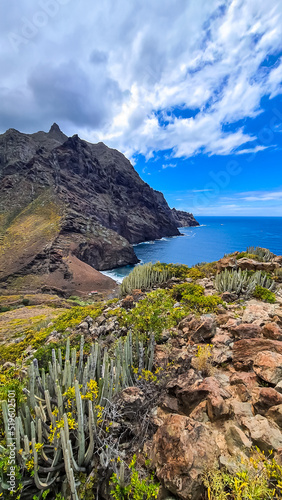 Field of Canary Island spurge cactus. Scenic view Atlantic Ocean coastline of Anaga massif, Tenerife, Canary Islands, Spain, Europe. Cabezo el Tablero crag. Coastal hiking trail from Afur to Taganana photo