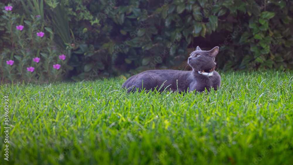 Fototapeta premium Gato azul ruso en cesped