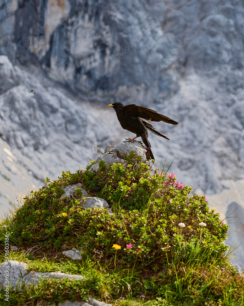 Fototapeta premium Alpendohle kurz vor den Abflug um einen Insekt zu fangen, steht auf einer pflanzen überwachsenen Felshügel mit einer Felswand als Hintergrund