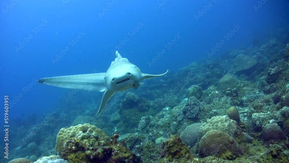 Zebra or Leopard shark (Stegostoma fasciatum) swimming very close Zebra or Leopard shark (Stegostoma fasciatum) swimming very close