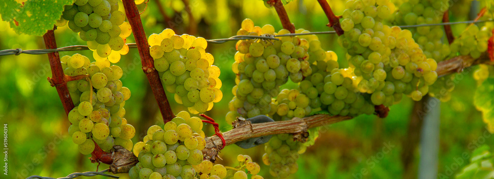 Fototapeta premium Reben Weintrauben weiß