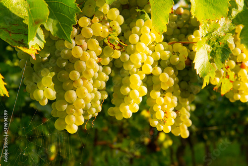 Reben Weintrauben weiß