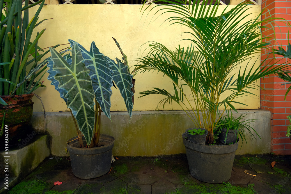 Houseplants. Ornamental plants in pots in front of the house