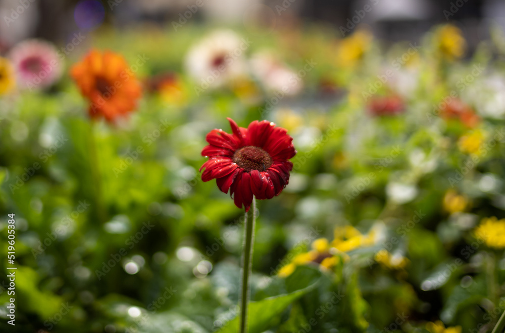 red poppy flowers