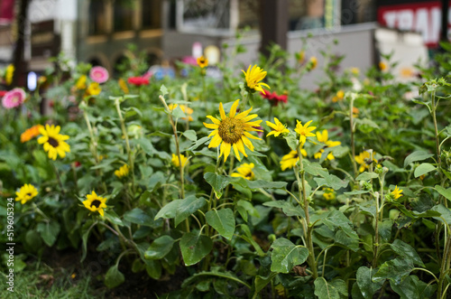 flowers in the garden