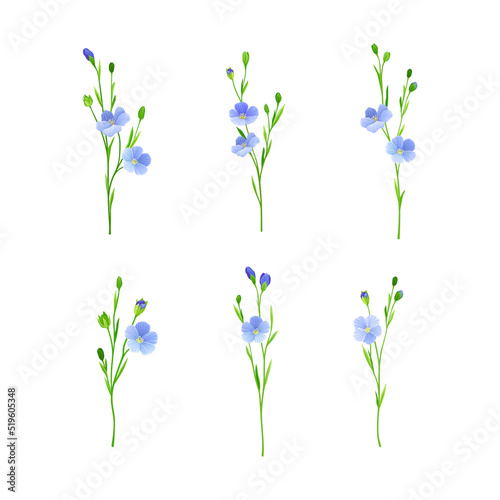 Blue flax or linseed flowers set. Wild or cultivated meadow flowering healing herb vector illustration