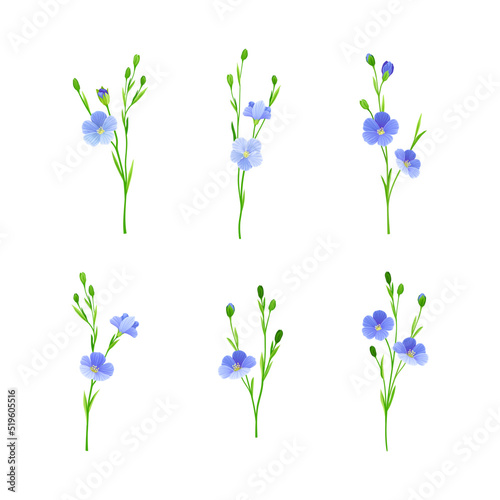 Flax, linum usitatissimum or linseed flowers set. Wild or cultivated flowering herbal plant vector illustration