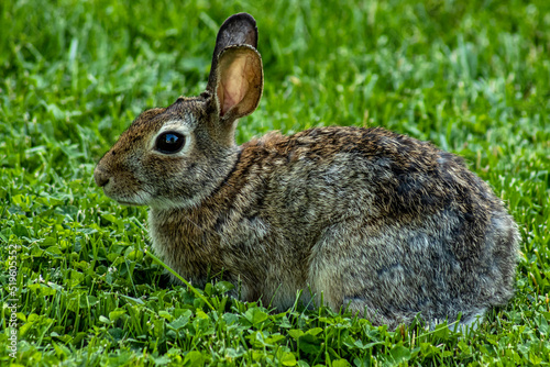Closeup of cute cottontail bunny rabbit (eastern cottontail - Sylvilagus floridanus) in Ontario, Canada